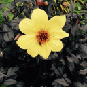 BDCC (Brattleboro Development Credit Corporation)