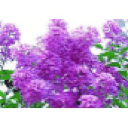 The Lumley Studio at Lilacland